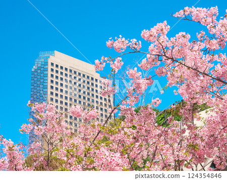 Kawazu cherry blossoms in full bloom and Shiroyama Trust Tower (March 2025) 124354846