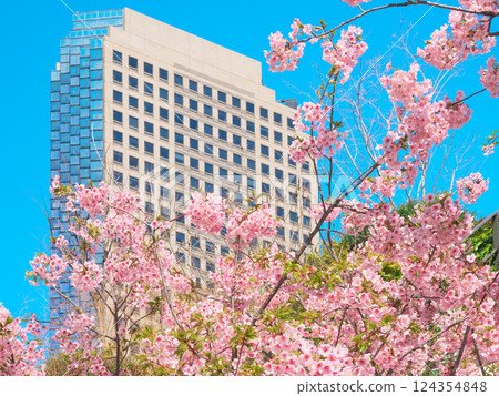 Kawazu cherry blossoms in full bloom and Shiroyama Trust Tower (March 2025) 124354848