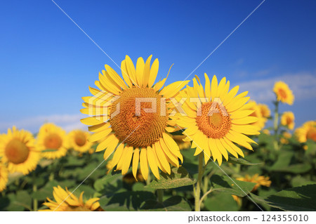 Sunflower field 4223 Sunflower field 4223 124355010