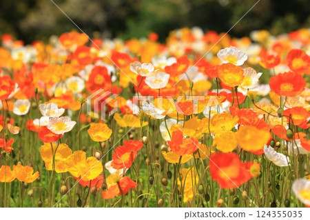Iceland Poppy 1302 Iceland Poppy 1302 124355035