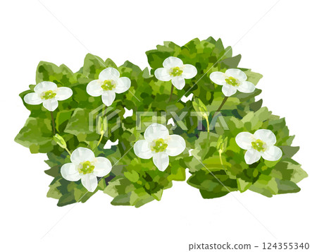 野花 (Veronica persica) 野花 (Veronica persica) 124355340