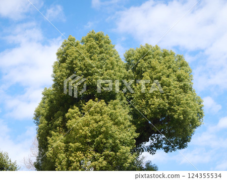 Fresh greenery shining against the blue sky | Shinagawa Shrine Fresh greenery shining against the blue sky | Shinagawa Shrine 124355534