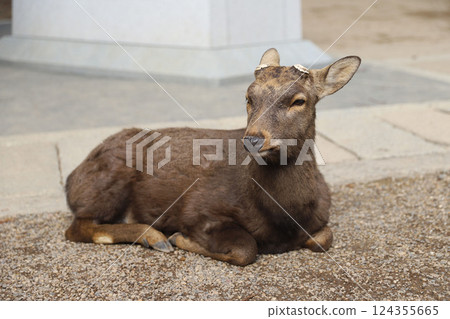 Kasuga Taisha Shrine, Kasugano-cho, Nara City, Nara Prefecture 124355665