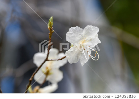 杜鵑花 杜鵑花 杜鵑花 杜鵑花 124355836