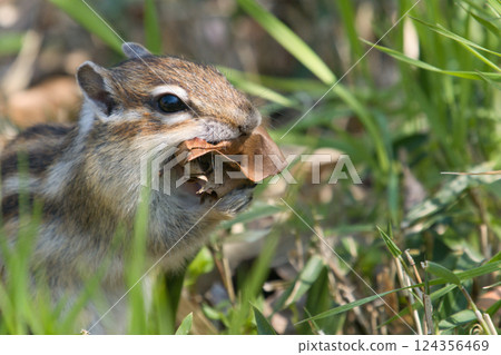 A chipmunk collecting fallen leaves to build a nest A chipmunk collecting fallen leaves to build a nest 124356469