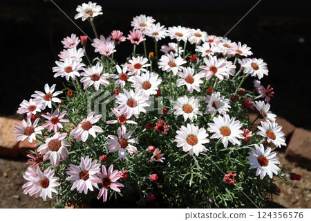 Potted rhodanthemum Potted rhodanthemum 124356576