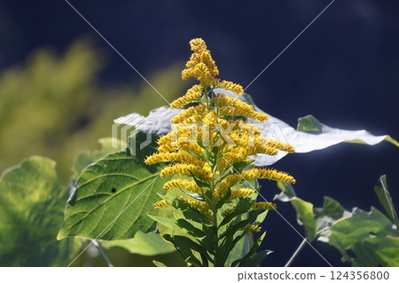 Yellow flower Yellow flower 124356800