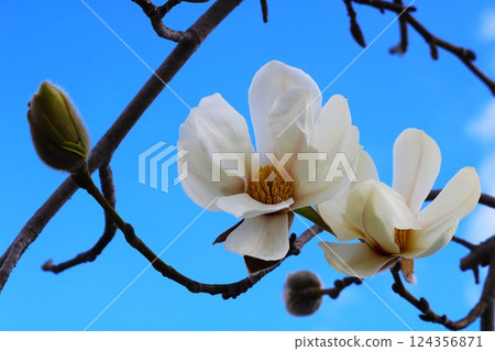 春日里，清爽的白玉蘭花盛開 124356871