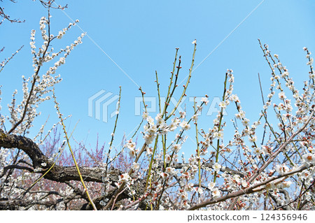 發光在藍天的白色李子 124356946