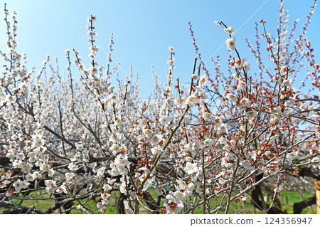 發光在藍天的白色李子 124356947