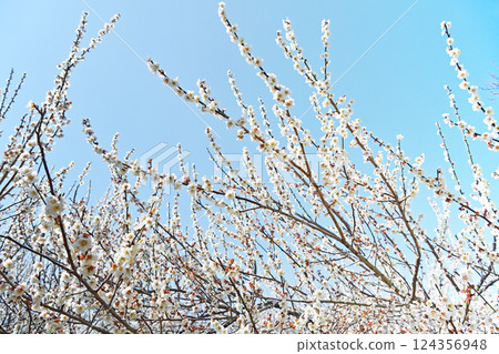 發光在藍天的白色李子 發光在藍天的白色李子 124356948