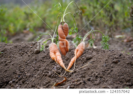 Unique carrots growing naturally in garden soil Unique carrots growing naturally in garden soil 124357042