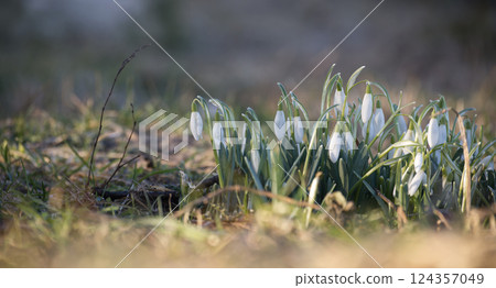 A tranquil view of snowdrop flowers blooming in early spring, bathed in gentle sunlight. A tranquil view of snowdrop flowers blooming in early spring, bathed in gentle sunlight. 124357049
