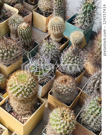 A set of cacti and succulents. 124357414
