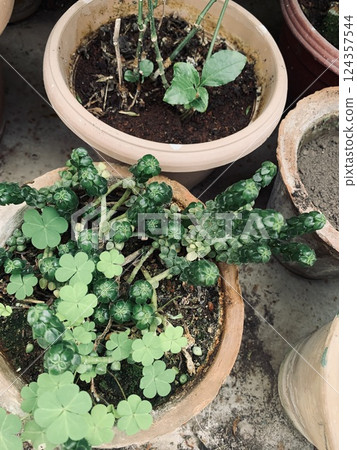 Plants in pots. Ecology, decoratively. 124357544