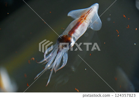 螢火蟲魷魚 124357823