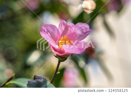 Pink camellia flowers in the sun 124358125
