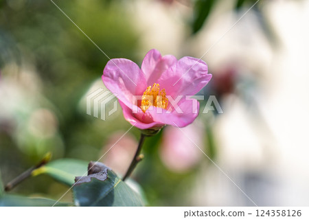 陽光下的粉紅色茶梅花 陽光下的粉紅色茶梅花 124358126