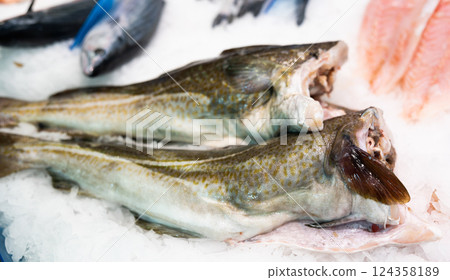 Raw cod fish on ice at fish market counter 124358189