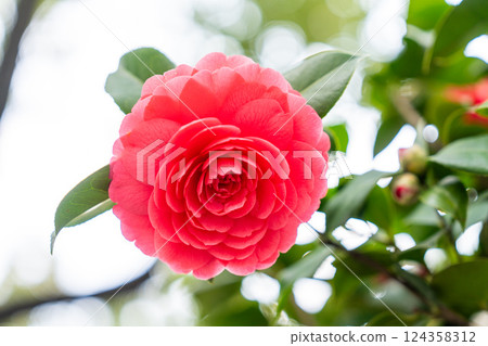 Blooming red camellia and green leaves Blooming red camellia and green leaves 124358312