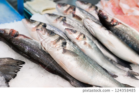 Lubina or sea bass in ice on fish market counter closeup Lubina or sea bass in ice on fish market counter closeup 124358485