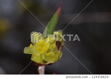 Nature Plants Abrachan, close-up of male flower. There are six petals and nine stamens, the whole flower is yellowish 124358628
