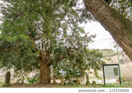 群馬縣上行院的日本伽藍與日本月桂樹 124358989