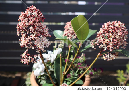 White flowers of Skimmia White flowers of Skimmia 124359000