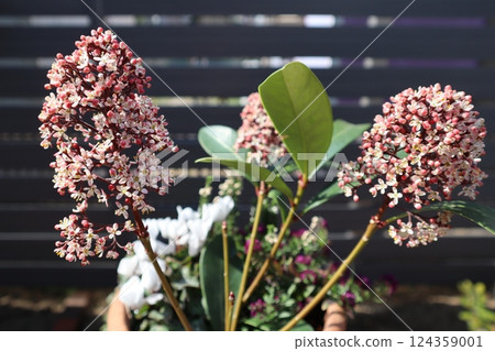 山茱萸的白花 山茱萸的白花 124359001