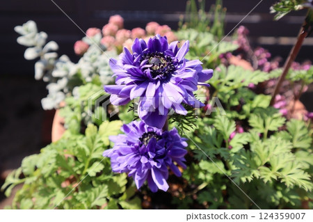 紫色重瓣銀蓮花 紫色重瓣銀蓮花 124359007