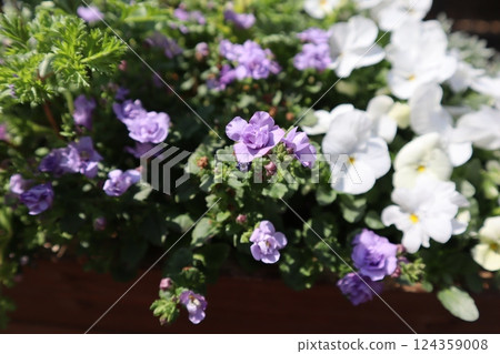 可愛的小重瓣假馬齒莧花 124359008
