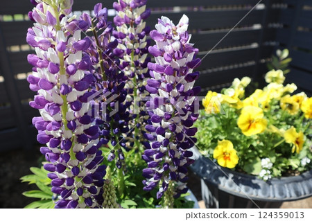 Purple lupine and yellow frilly pansies 124359013