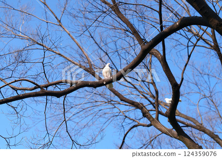 White pigeon perched on a branch 124359076