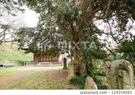 群馬縣天然紀念物上教院的日本月桂樹 124359093