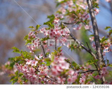 春天的氣息－櫻花盛開，嫩葉綻放 124359106