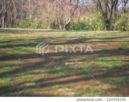 Shadows falling on the spring meadow 124359145