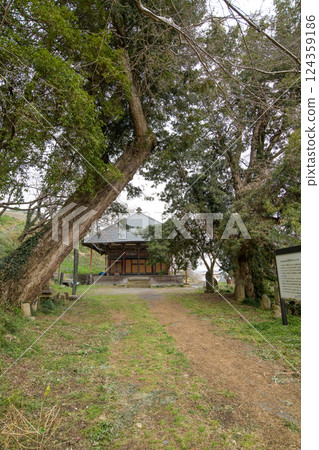 The Japanese laurel and the Japanese kaya tree standing facing each other at Jyogyoin Temple, Gunma Prefecture The Japanese laurel and the Japanese kaya tree standing facing each other at Jyogyoin Temple, Gunma Prefecture 124359186