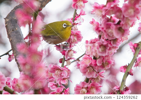 White-eye surrounded by pink plum blossoms 124359262