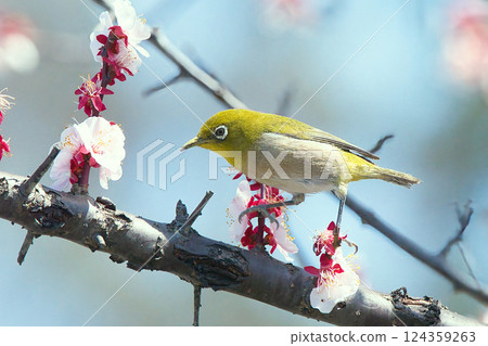 White-eye sucking nectar of white plum 124359263