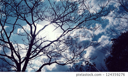 藍天和樹木 藍天和樹木 124359276