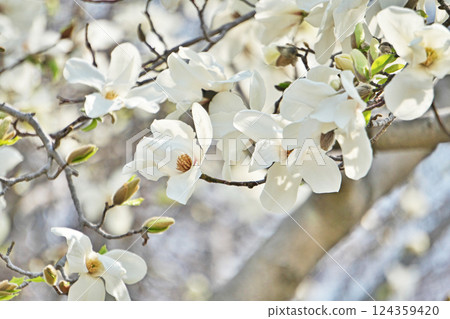 白玉蘭花盛開(春季,三月) 白玉蘭花盛開(春季,三月) 124359420