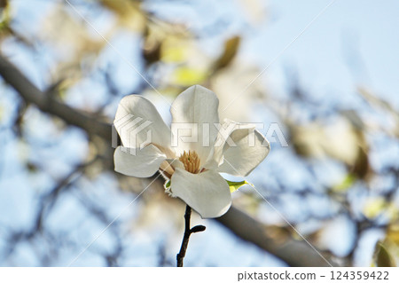 白玉蘭花盛開（春季，三月） 124359422