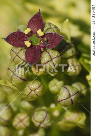 Closeup on a single open flower of the Asian or Japanese gold dust plant, Aucuba japonica 124359494
