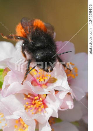 Closeup on a horned female European orchard mason bee, Osmia cornuta on a cherry blossom in the garden 124359496