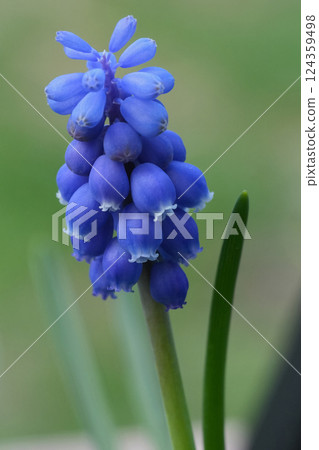 Closeup on a vibrant and early springtime flowering Grape hyacint, Muscari botryoides in the garden Closeup on a vibrant and early springtime flowering Grape hyacint, Muscari botryoides in the garden 124359498