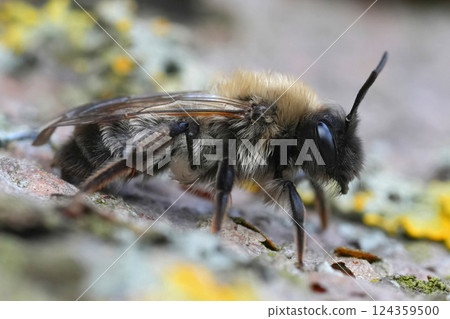 Closeup on a female of the endangered Nycthemeral miner bee , Andrena nycthemera 124359500