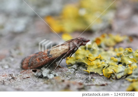 Closeup on a small Indian meal moth, Plodia interpunctella, an indoors pest species 124359502