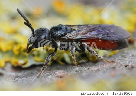 Closeup on a colorful red cleptoparasite Box-headed bloodbee, Sphecodes monilicornis Closeup on a colorful red cleptoparasite Box-headed bloodbee, Sphecodes monilicornis 124359505