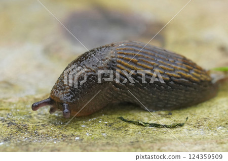 Closeup on a juvenile Spanish slug, Arion vulgaris on wood in the garden 124359509