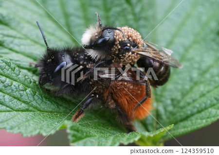 Closeup on a copulation of a male and female European horned mason bee, Osmia cornuta in the garden 124359510
